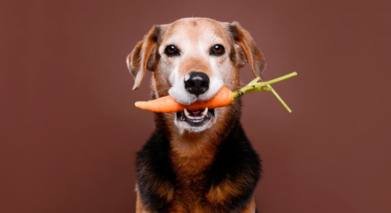 5 Tasty Foods You Can Share With Your Beloved Dog