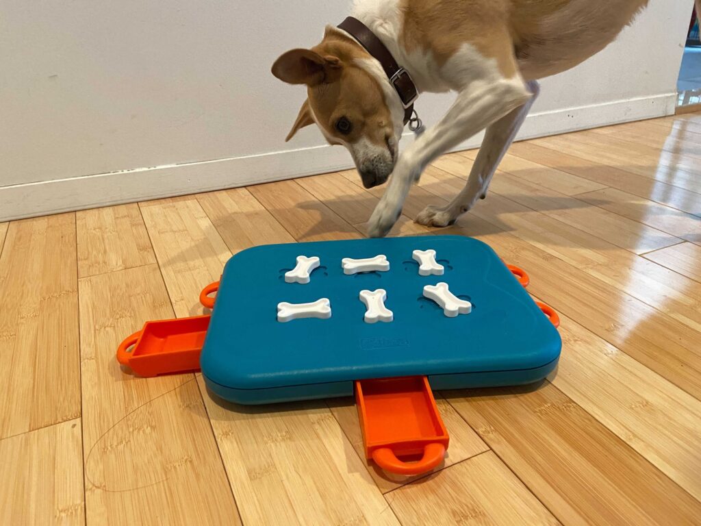 Canine Enrichment