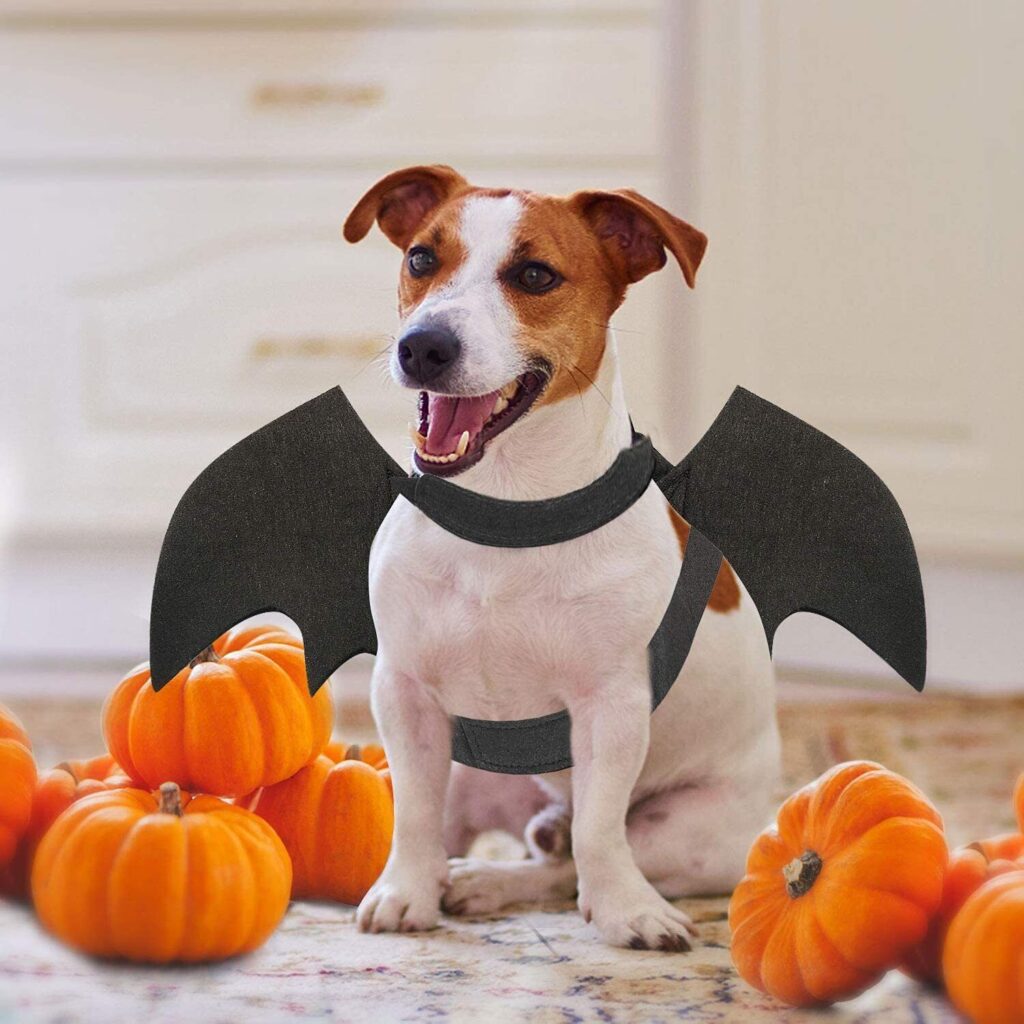 Halloween Dog Costumes & Dog Toys