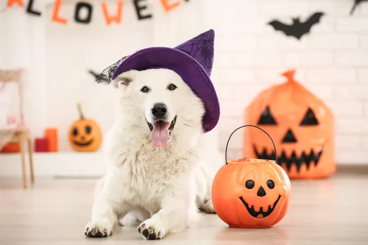 Halloween Safety Tips for Dog Owners