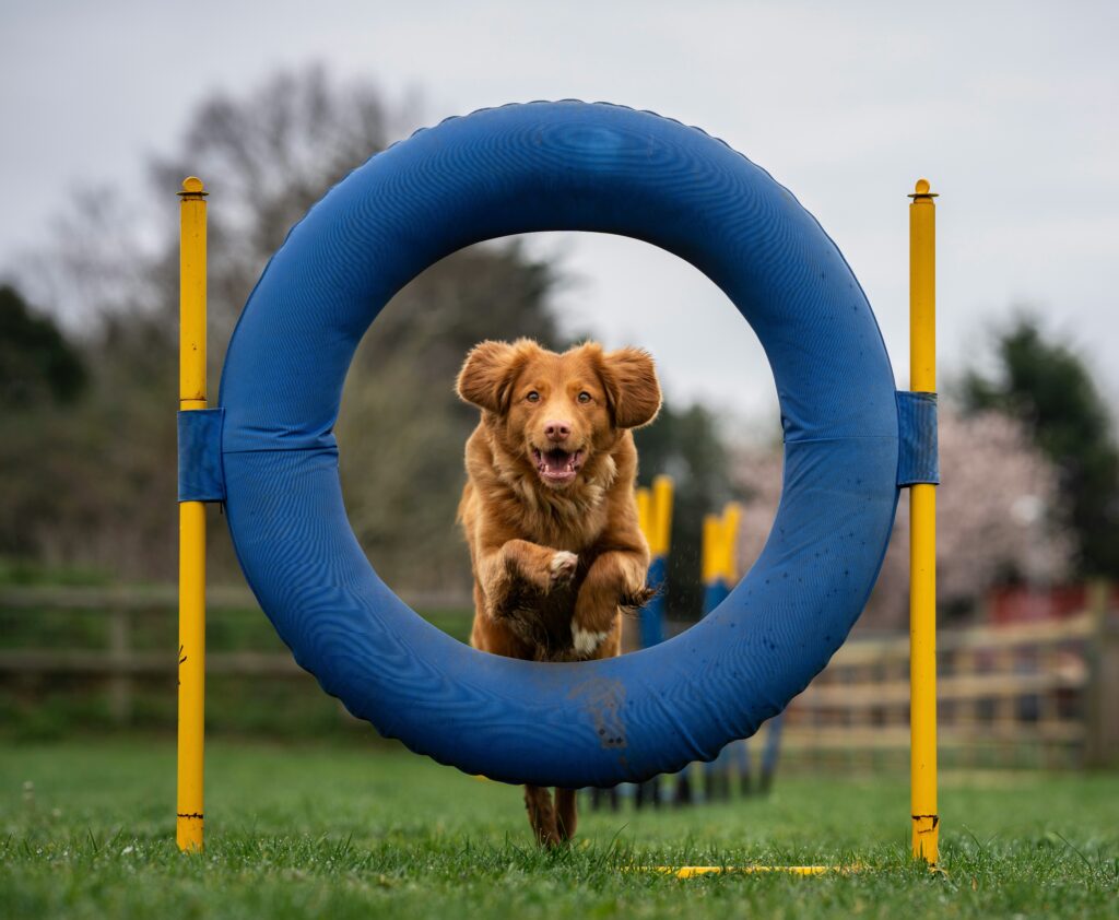 CANINE ADVENTURE COURSE
